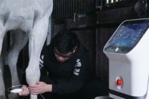 Laser-therapy-for-animal