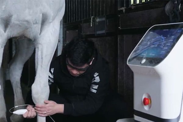 animal rehabilitation